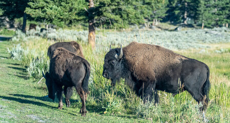 yeallowstone national park bison grazing at day light