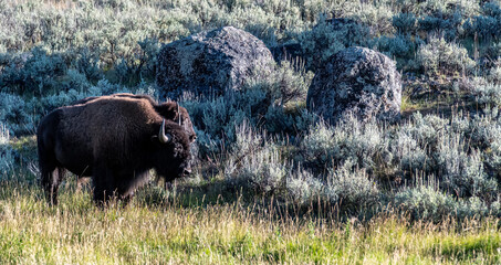 yeallowstone national park bison grazing at day light