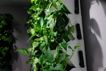 Almaty, Kazakhstan - 01.10.2019 : Growing ornamental plants of different textures at home.