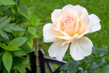 Light coral blooming hybrid tea rose Mondial in a garden bed.