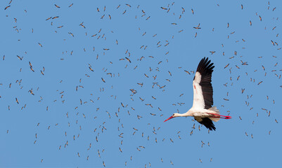Flock of asian openbill stork (Anastomus oscitans) flying in the blue sky