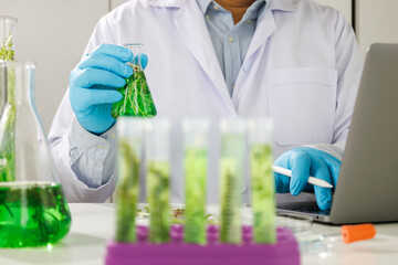 biotechnology Doctor using tablet and check with biofuel industry project, Algae research in...