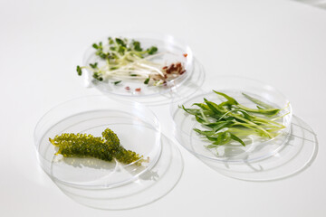 research and Biotech science Scientists are developing research on algae. Bio-energy, biofuel,...