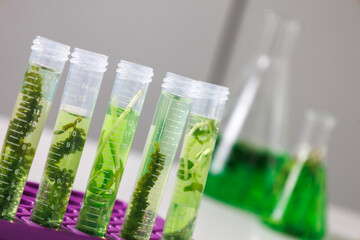 research and Biotech science Scientists are developing research on algae. Bio-energy, biofuel,...