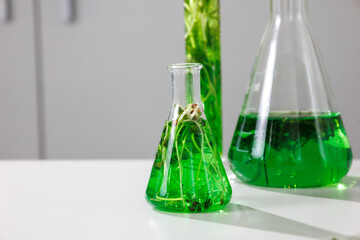 research and Biotech science Scientists are developing research on algae. Bio-energy, biofuel, energy research