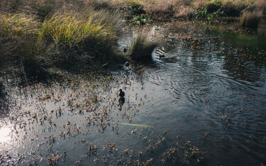 Grass in the lake