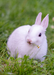Small white rabbit sitting in tall green grass and chewing chamomile