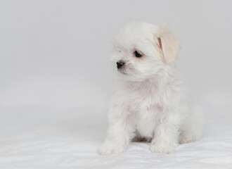 Cute little Maltese puppy sitting on a white bed and looking away