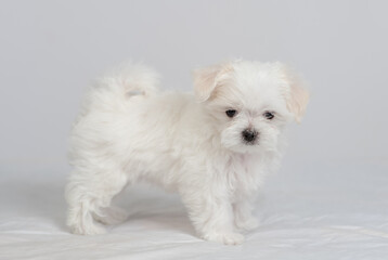 Cute little maltese puppy standing on a white bed and looking at the camera