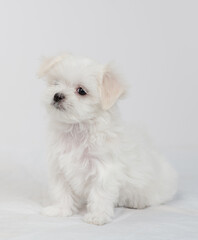Maltese puppy sitting on a white bed and looking at the camera