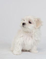 Cute little Maltese puppy sitting on a white bed and looking away