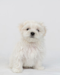 Maltese puppy sitting on a white bed