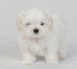 Maltese puppy standing on a white bed and looking at the camera