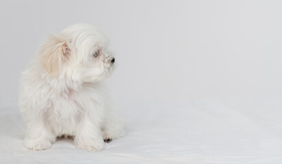 Maltese puppy sitting on a white bed and looking towards the free space for text