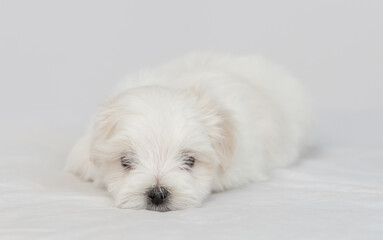Maltese puppy falling asleep lying on a white bed in the bedroom