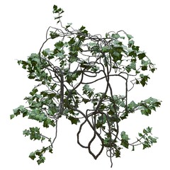 Climbing plants creepers vine isolated on white background 3d illustration