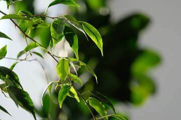 Almaty, Kazakhstan - 01.10.2019 : Growing ornamental plants of different textures at home.