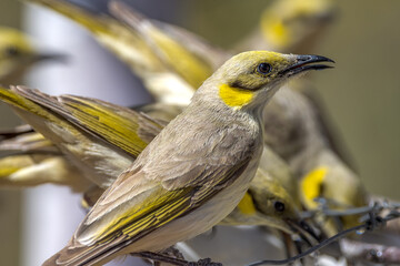 Grey-fronted Honeyeater in Queensland Australia