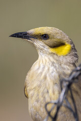 Grey-fronted Honeyeater in Queensland Australia