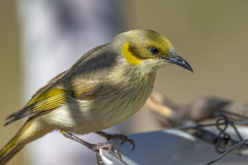 Grey-fronted Honeyeater in Queensland Australia