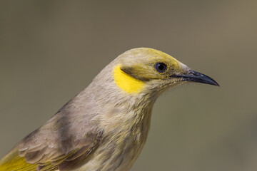 Grey-fronted Honeyeater in Queensland Australia