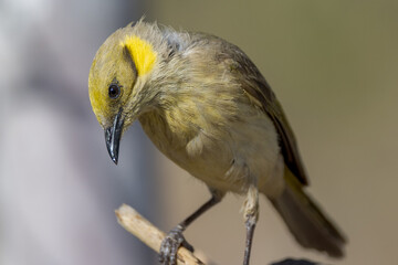 Grey-fronted Honeyeater in Queensland Australia