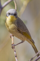 Grey-headed Honeyeater in Queensland Australia