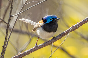 Purple-backed Fairywren in Queensland Australia