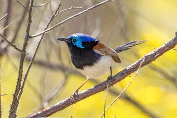Purple-backed Fairywren in Queensland Australia