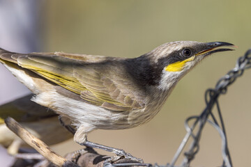 Singing Honeyeater in Queensland Australia