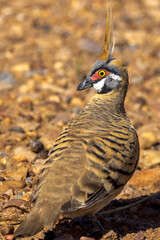 Spinifex Pigeon in Queensland Australia
