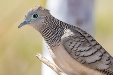 Peaceful Dove in Queensland Australia