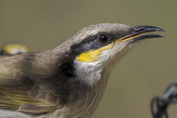 Singing Honeyeater in Queensland Australia