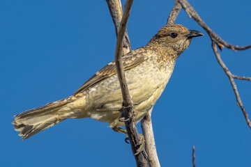 Spotted Bowerbird in Queensland Australia