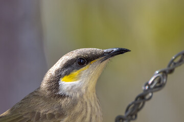 Singing Honeyeater in Queensland Australia