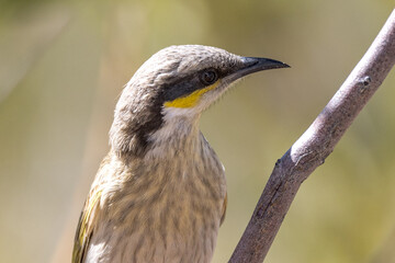 Singing Honeyeater in Queensland Australia