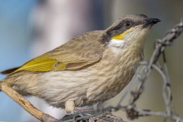 Singing Honeyeater in Queensland Australia