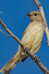 Spotted Bowerbird in Queensland Australia