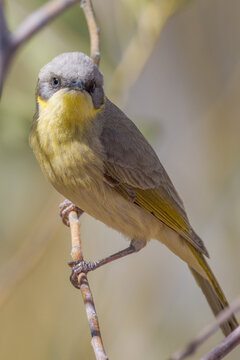 Grey-headed Honeyeater In Queensland Australia