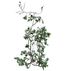 Climbing plants creepers vine isolated on white background 3d illustration