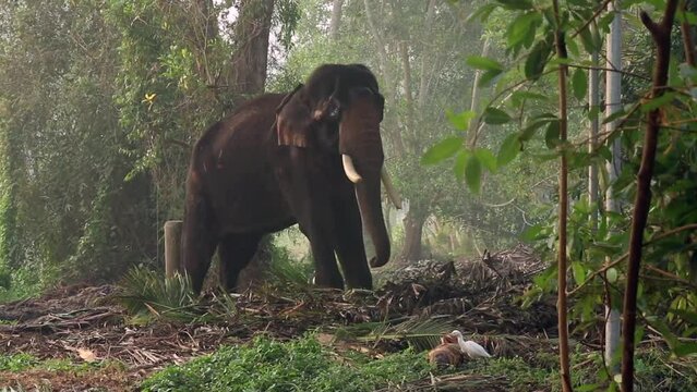 An elephant in the forest - mammal  endangered species  wild animal  jungle scene
. Open wildlife  a national park  a jungle in Kerala
