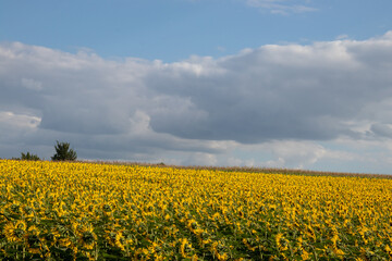 Sunflower field in summer. Panoramic scene with sunflowers in the field, tree on the horizon, and blue sky with clouds. Summer countryside landscape in Ukraine