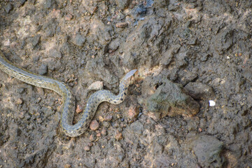 A snake is coming out of water