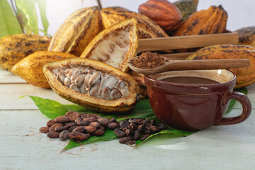 A cup of chocolate drink with fresh cocoa fruits, Pile cocoa powder in spoon on cup, cutting cocoa pods in half show the inside of raw cacao beans, dried cocoa beans and cacao nibs on wooden table