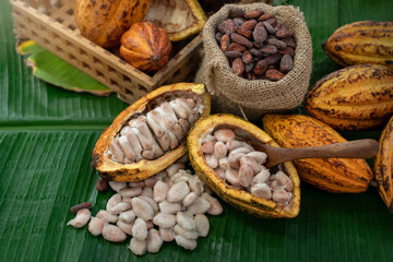 Fresh cocoa pod cut exposing cocoa seeds on banana leaf, view from above, cacao fruits which is used as raw material to make chocolate