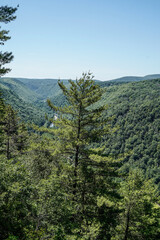 Fototapeta premium Scenic landscape view of the Pennsylvania Grand Canyon. Mountains in the summer. View of the gorge.