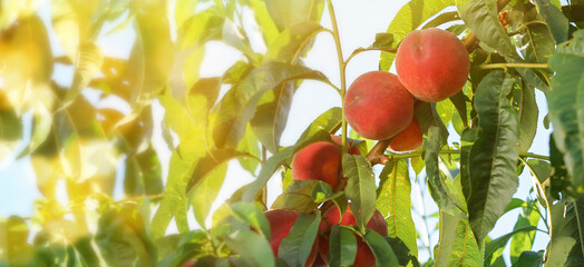 Branch with ripe peaches in garden on summer day