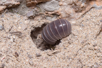 Roly poly bug, Armadillidium vulgare, walking into a hole on the floor