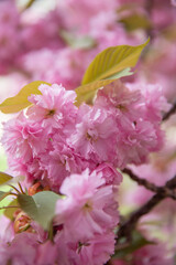 Fragment of fragrant cherry blossoms in early spring.