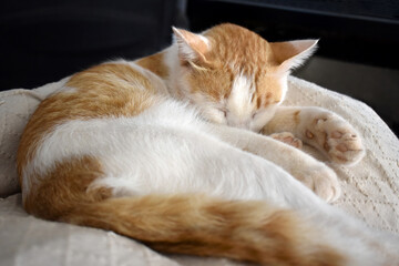 Ginger and white cat sleeping on a sofa at home.  Happy tabby cat relaxing in a house.